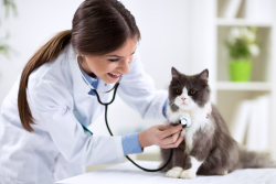veterinary accounting services