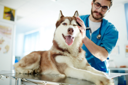 tax coaching for veterinarians